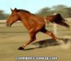 2_legged_horse.gif